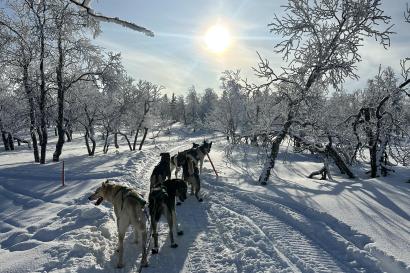 犬ぞりに乗った