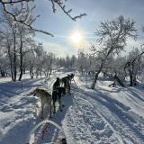 犬ぞりに乗った