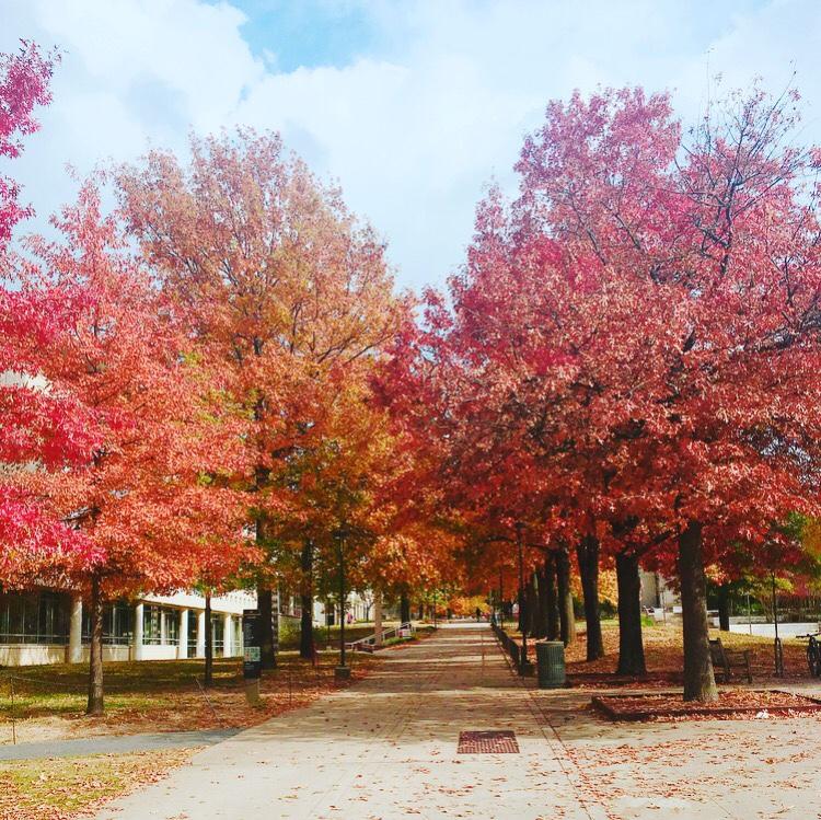 阿肯色大学内容04