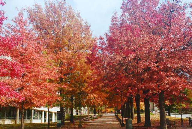 阿肯色大学内容04