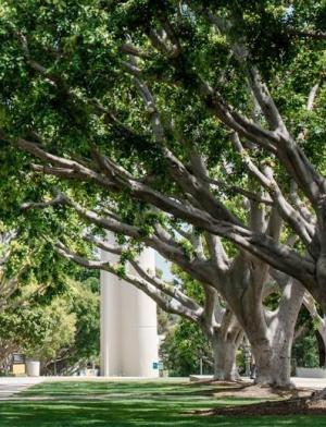 加州州立大学长滩分校特色02