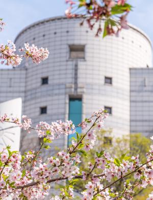 汉阳大学校园的鸟语花香